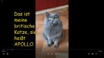 Katze.jpg